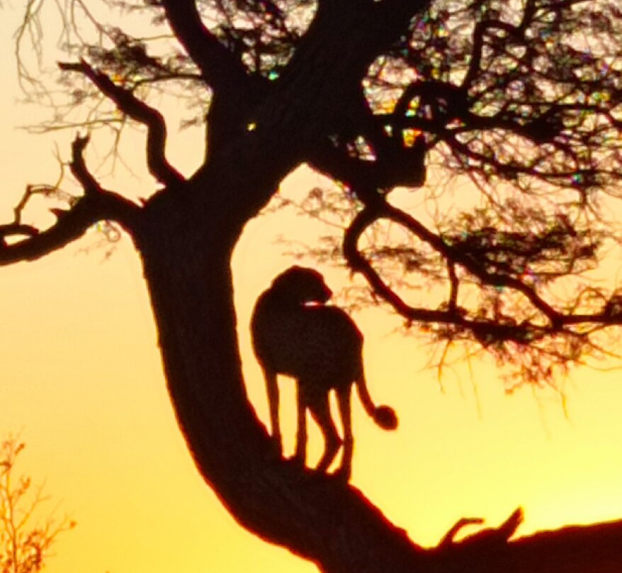 Khutse Game Reserve-嘉伯隆里必去景点