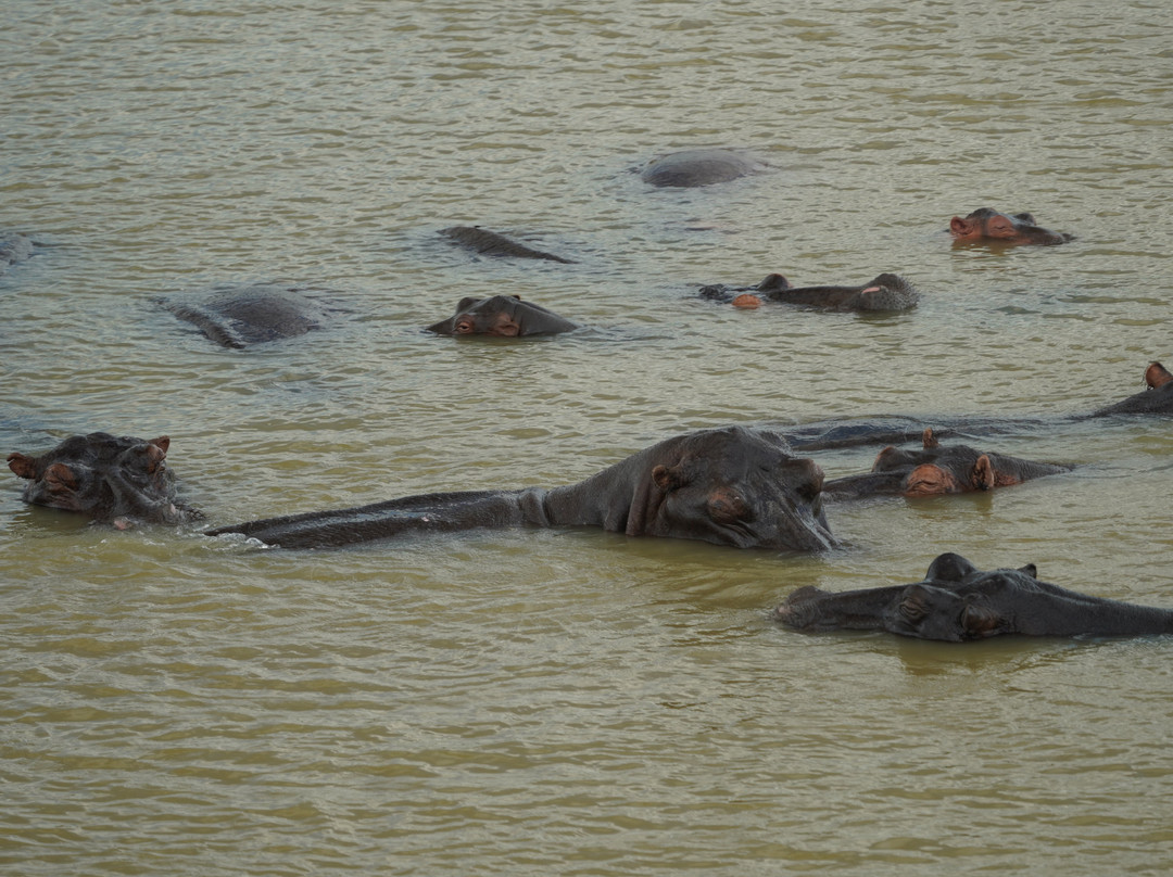 伊西曼格利索湿地公园-圣露西亚必去景点
