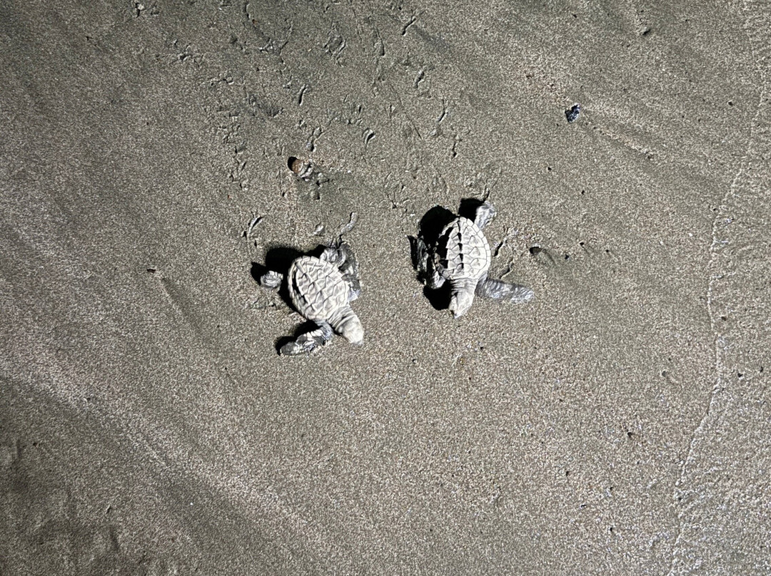 Save The Turtles Playa Venao-维纳欧海滩必去景点