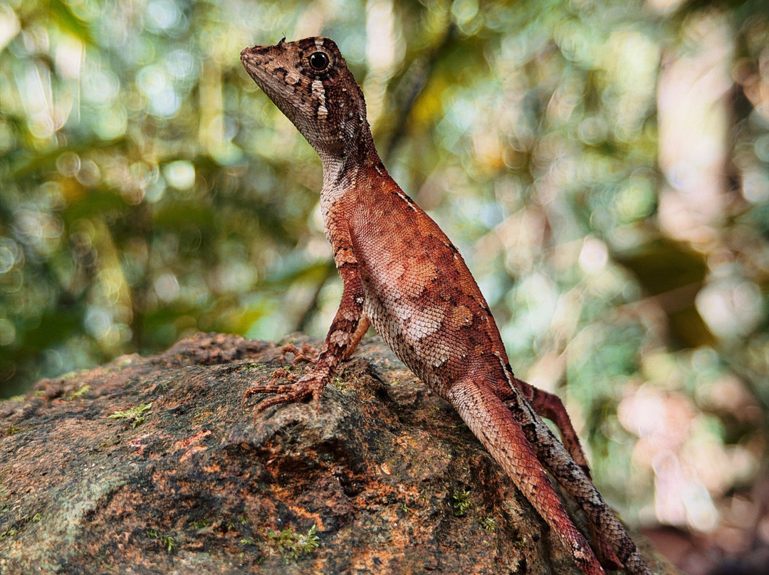 Rosewood Manor主图