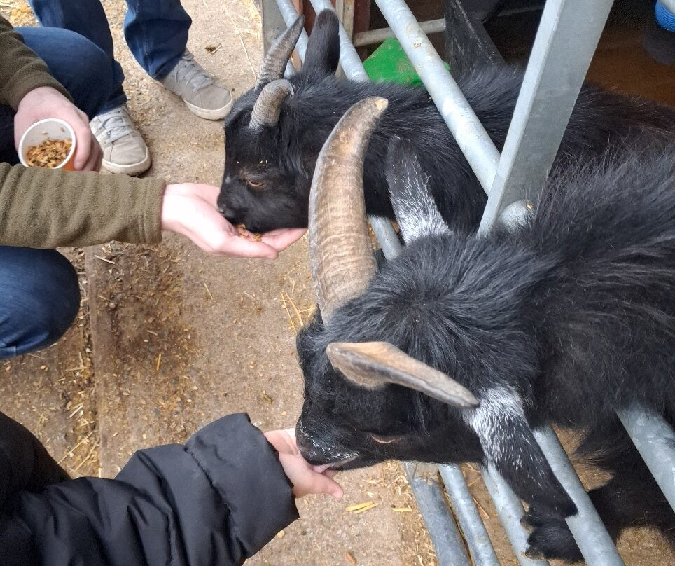 Mini Meadows Farm-Welford必去景点