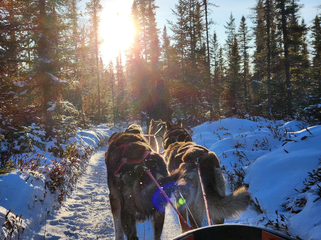 Chilly Dogs Sled Dog Trips-伊利必去景点