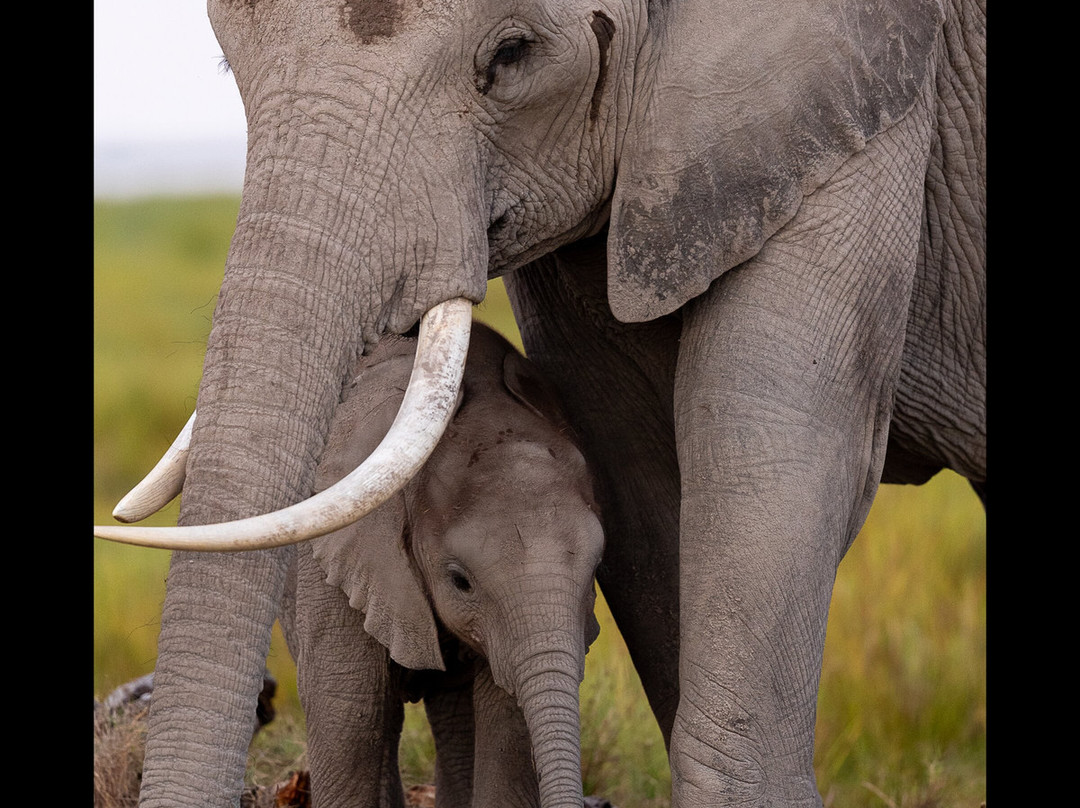 Grand Africa Experiences Ltd-Voi必去景点