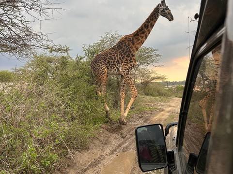 Kibo Guides-阿鲁沙必去景点