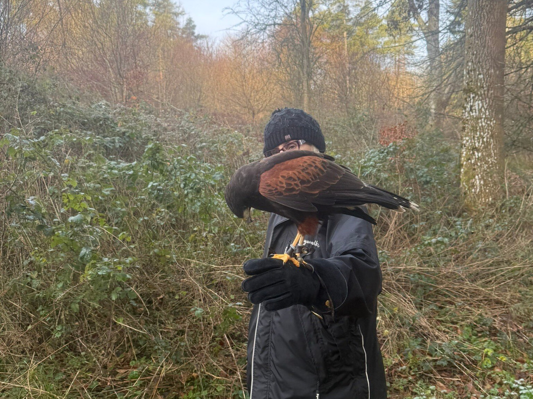 Hampshire Hawk Walks-Alton必去景点