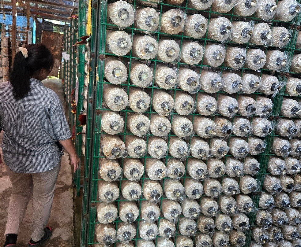 Wonder Farm Mushroom-太平必去景点