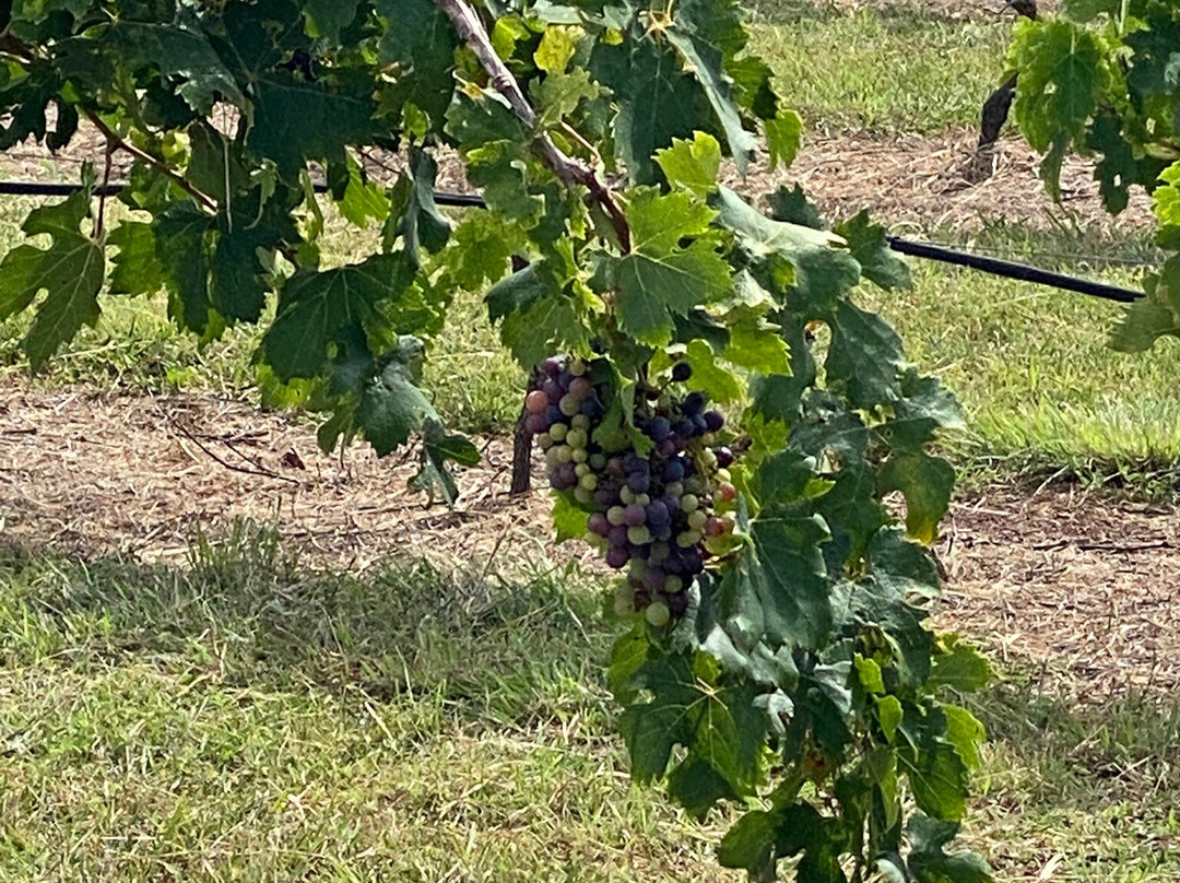 Dusty Hill Vineyard-Moffatdale必去景点