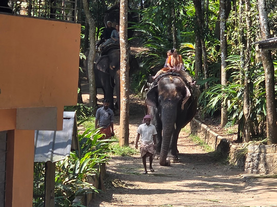 Kalpavanam Elephant Park-帖可迪必去景点