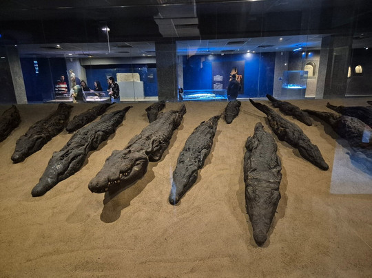 Crocodile Museum-Kom Ombo必去景点
