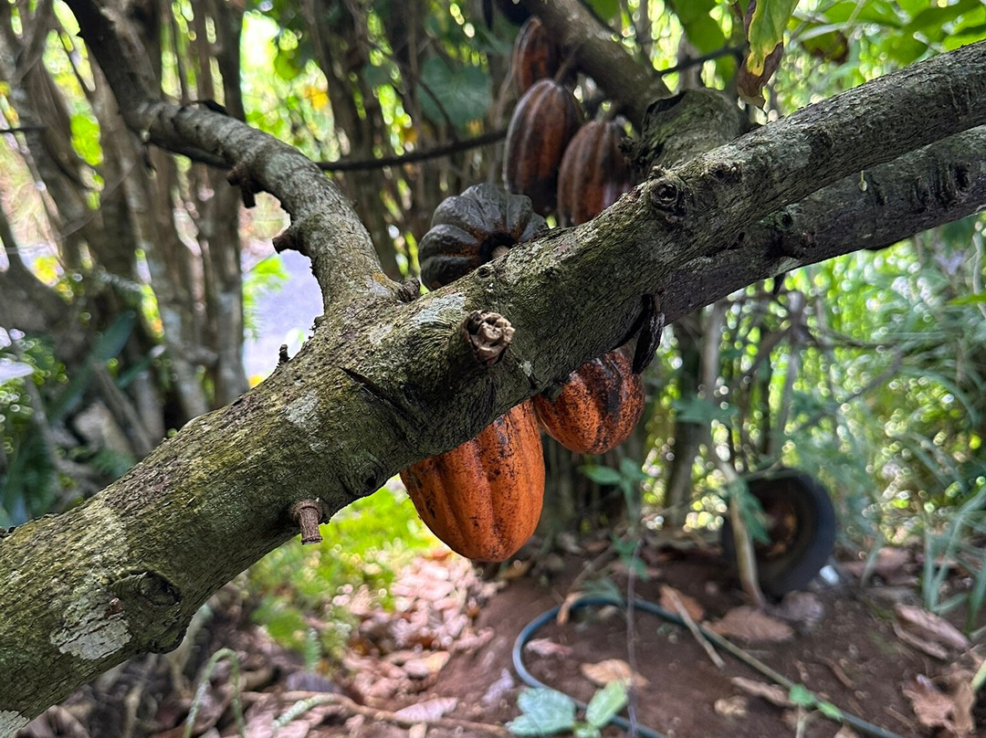 Cook Islands Chocolate Factory-穆里必去景点