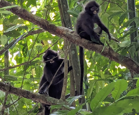 Khao Sok Travel-万打坤必去景点