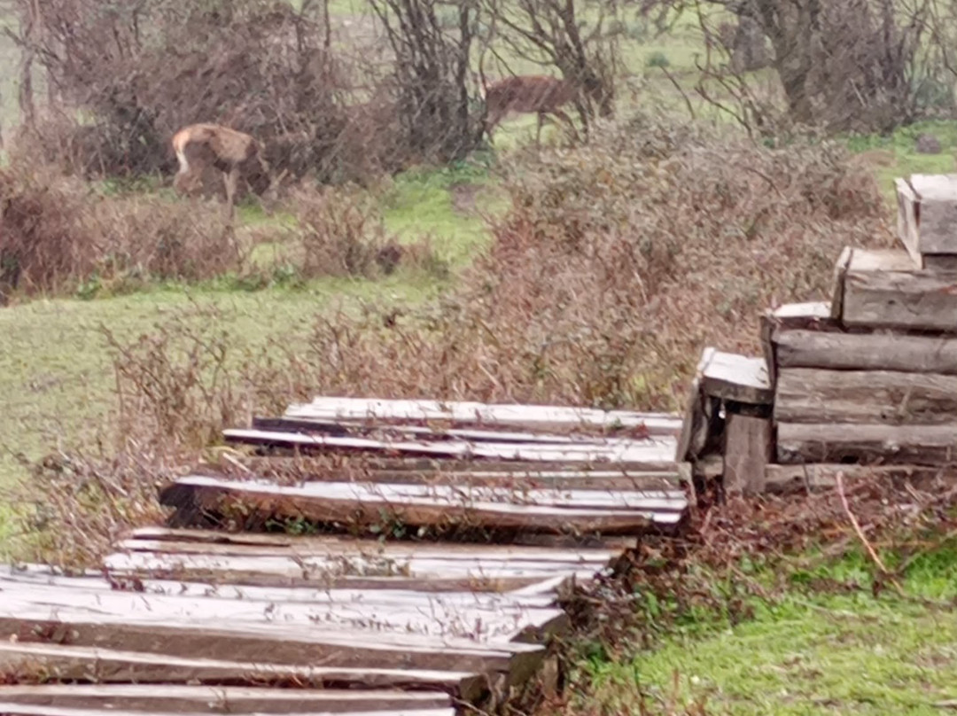 El Feija National Park-Jendouba必去景点