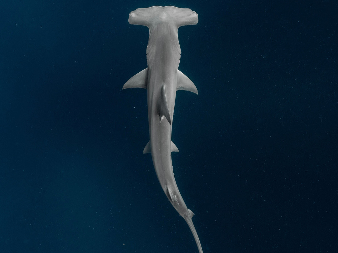 Shark Addicts-朱庇特必去景点