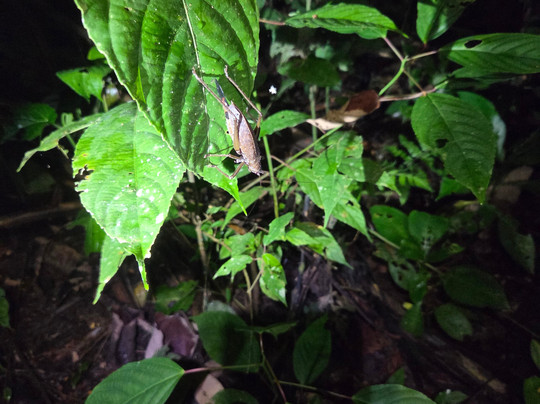 Peru Amazon Expeditions-Manu必去景点