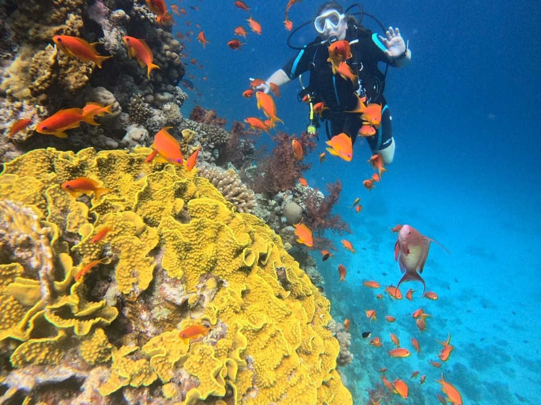 British Diving Hurghada-赫尔格达必去景点