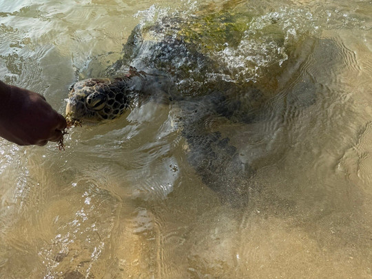 See Lanka Travels-Waikkal必去景点