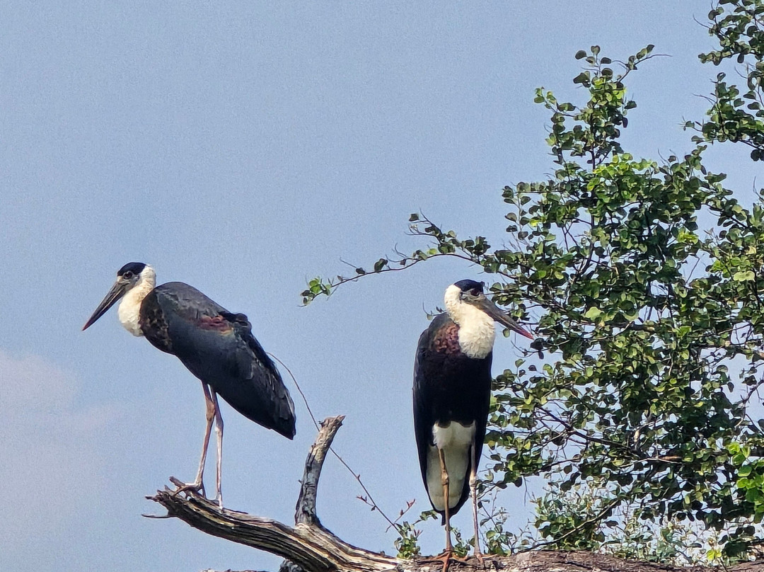 Safari With Asanka-锡吉里亚必去景点