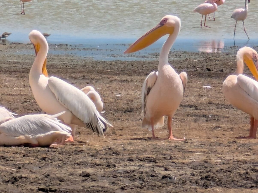 Migration Venture Africa-莫西必去景点