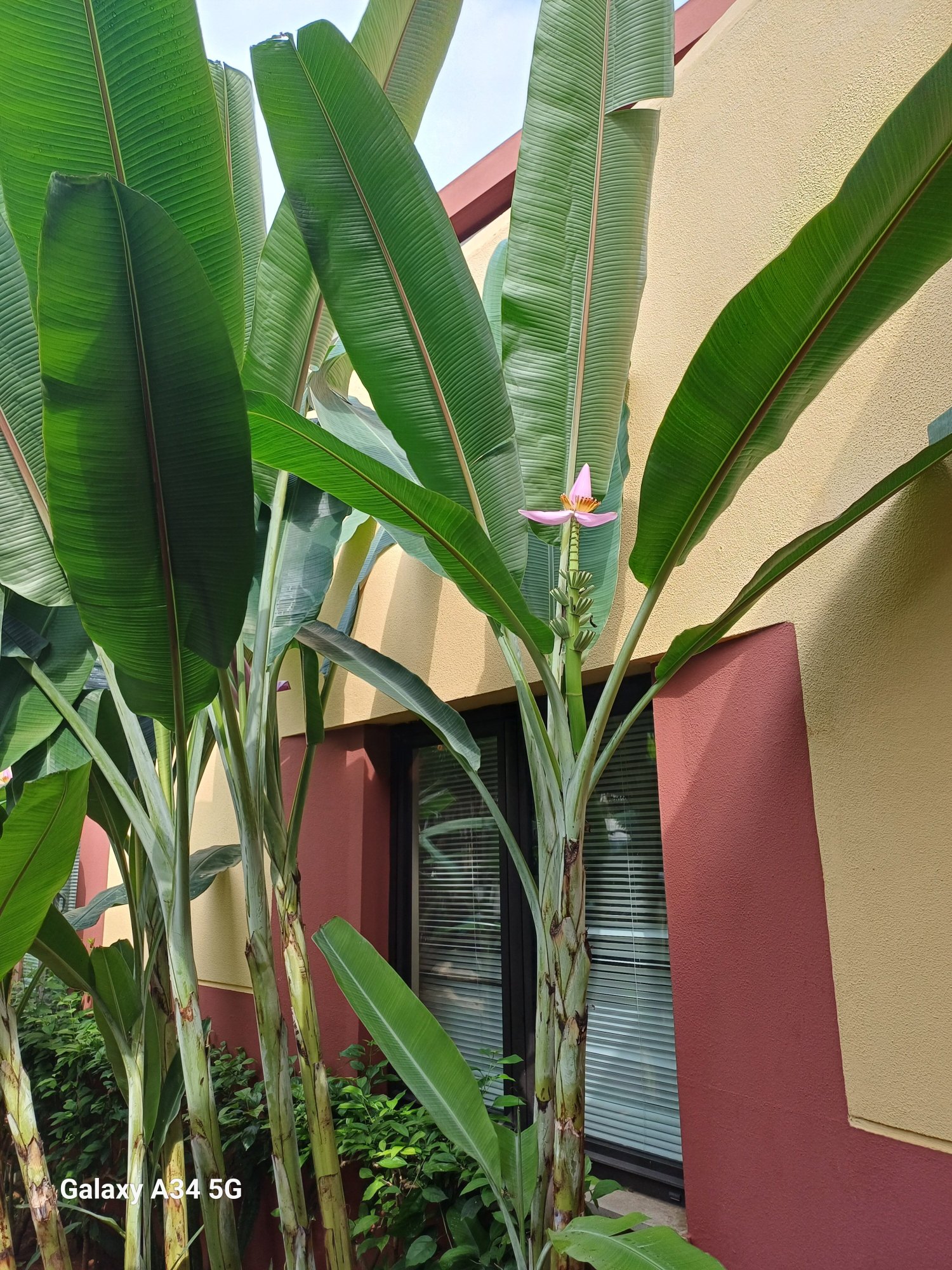 佩斯塔纳圣多美酒店-官方