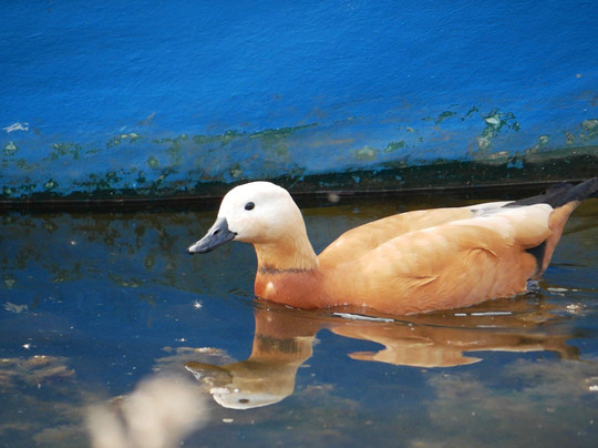 Greece Bird Tours-Marathon必去景点