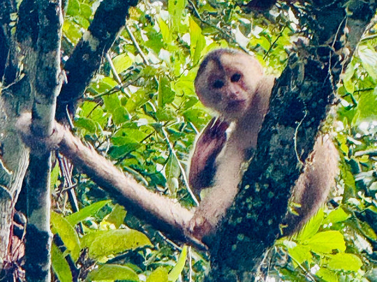 Cuyabeno Dolphin Lodge-Cuyabeno Wildlife Reserve必去景点