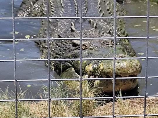 Koorana Crocodile Farm-Coowonga必去景点