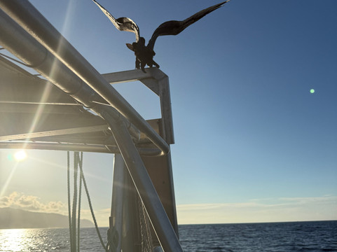 Haleiwa Shark Tours-哈雷瓦必去景点