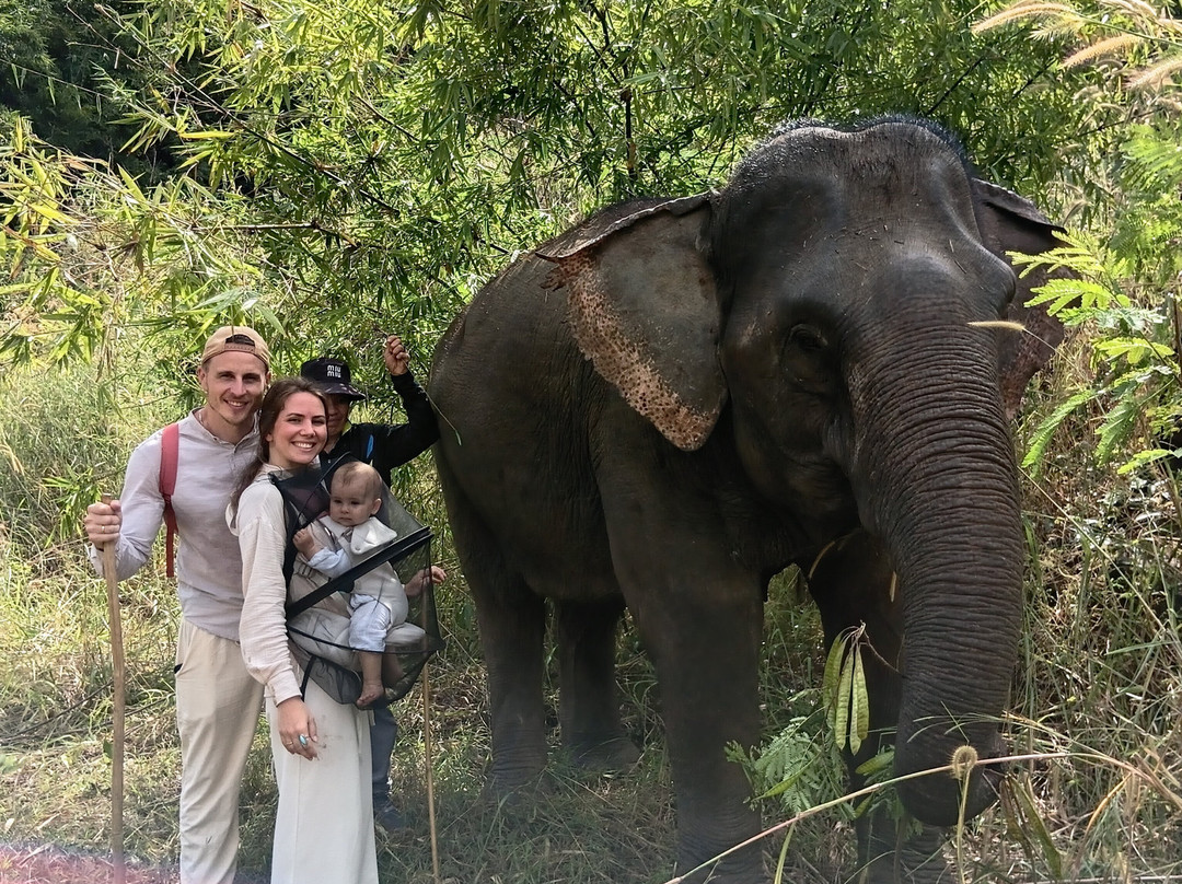 Luang Prabang Elephant New Home-琅勃拉邦必去景点