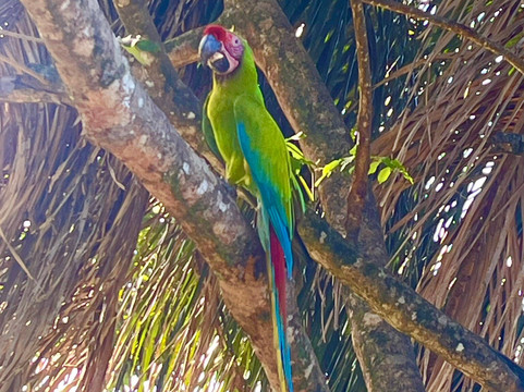 Ara Manzanillo-Manzanillo必去景点