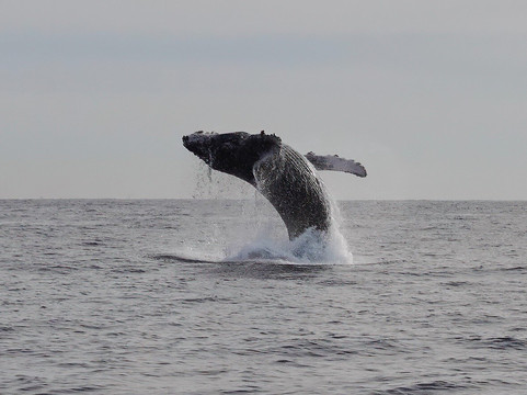 Whale Watch Cabo-卡波圣卢卡斯必去景点