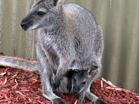 Mr. John Tours-墨尔本必去景点