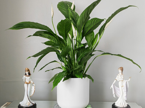 The Plant Place-Thornton Cleveleys必去景点