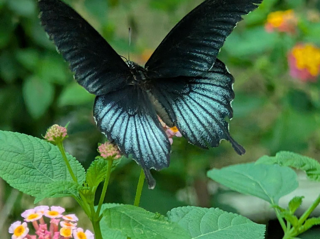 Banatayan Island Butterfly Garden-班塔延岛必去景点