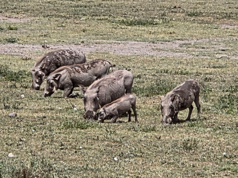 Carlight Tours & Safari Limited-Dar es Salaam必去景点