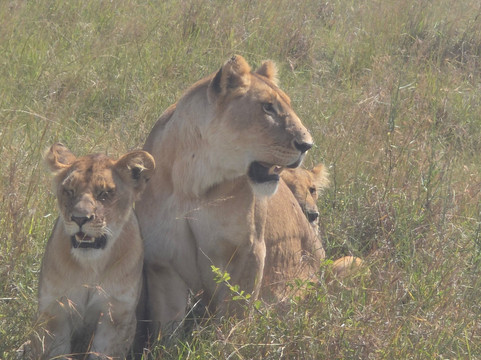 Sunnycreek Safaris-内罗毕必去景点