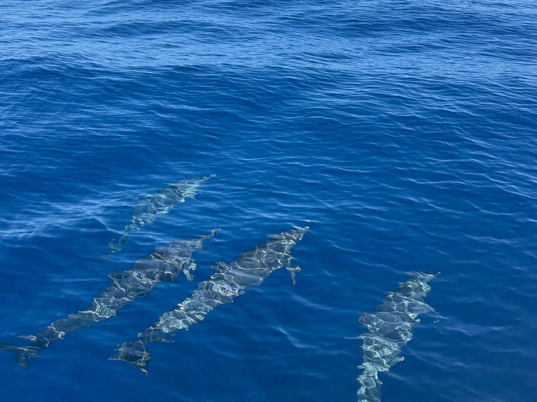 Carib Evasion-Case-Pilote必去景点