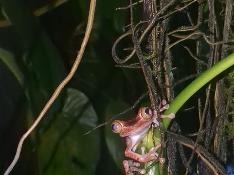 Wikiri Sapoparque-基多必去景点