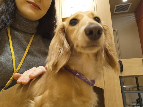 Dog Cafe Rio Akihabara-千代田区必去景点
