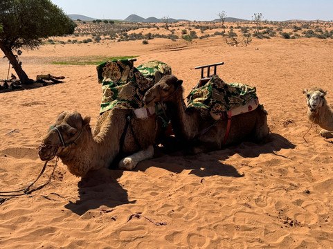 Nomads Agadir Camel & Horse-阿加迪尔必去景点