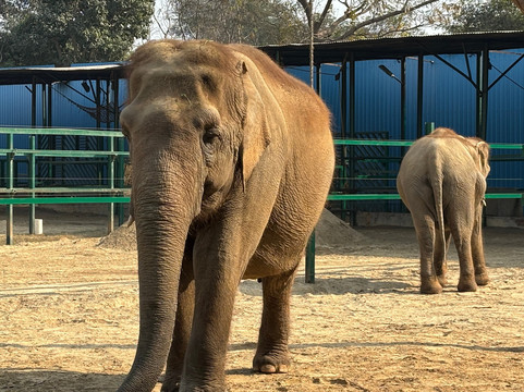 Elephant Conservation & Care Center-马图拉必去景点