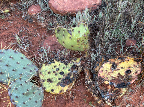 钟岩-塞多纳必去景点