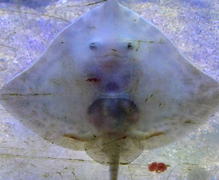 Anglesey Sea Zoo Sw Mor Mon-Brynsiencyn必去景点