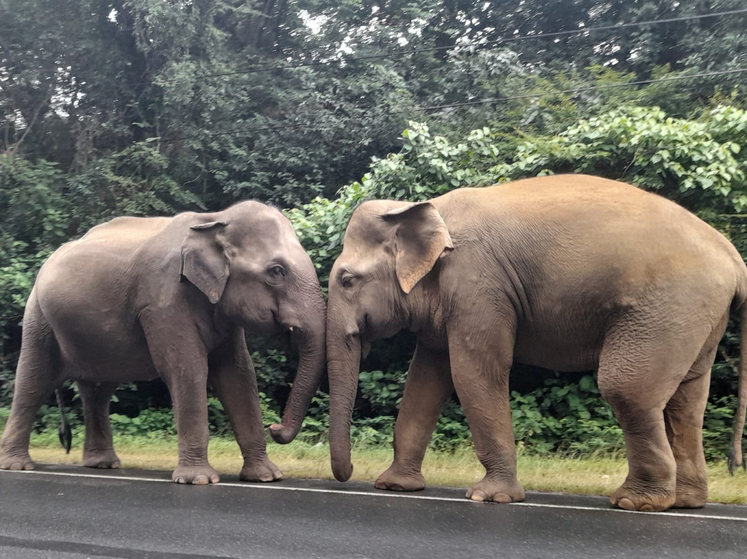 Driver Sri Lanka T-Two-奴娃拉伊利雅必去景点