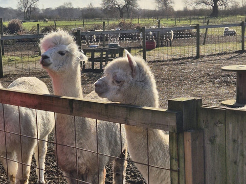 Ings Park Alpacas-Brough必去景点