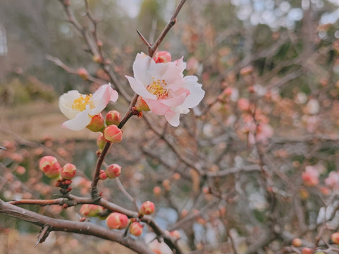 Mukojima Hyakkaen-墨田区必去景点