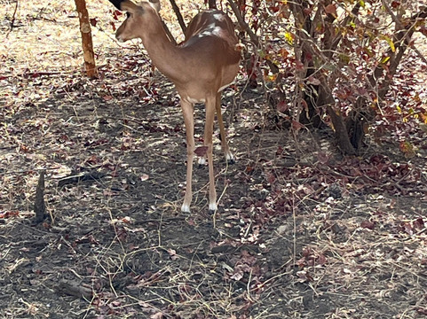 Max Sakho Chauffeur Guide-Saly必去景点