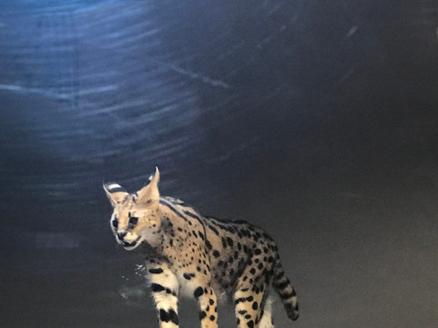 Jakarta Aquarium & Safari-雅加达必去景点