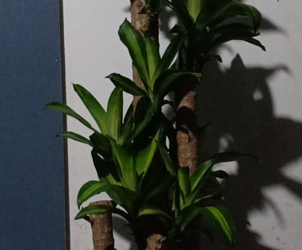 孟青大酒店-库亚罗主图