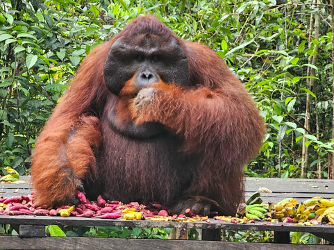 Local Guides - Tanjung Puting-Pangkalan Bun必去景点