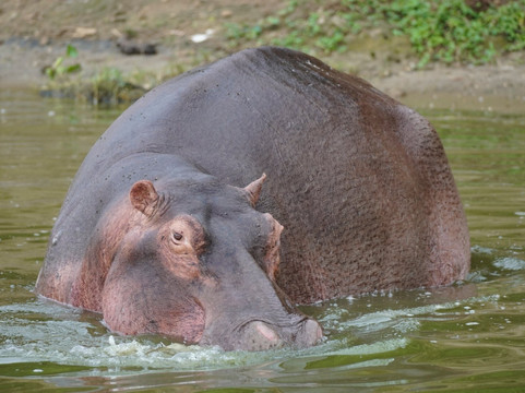Nature Responsible Safari Uganda-恩德培必去景点